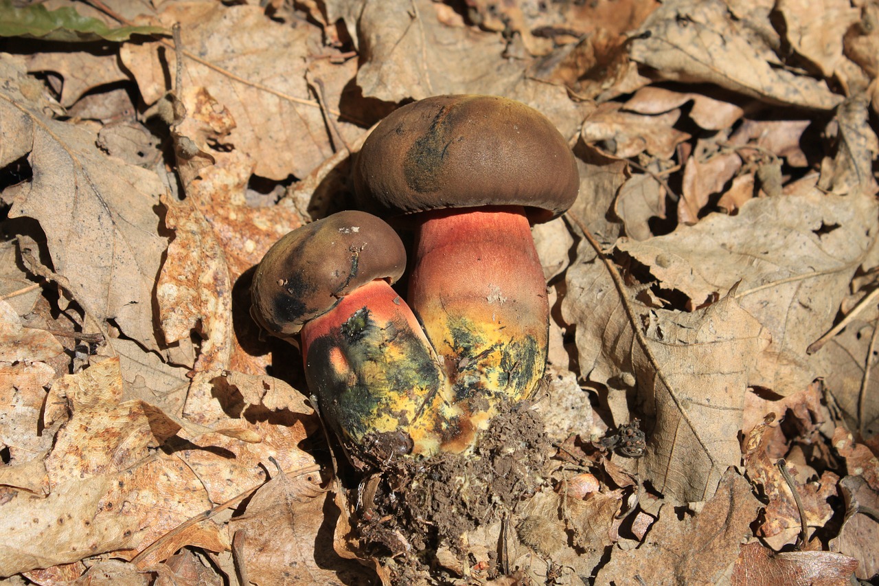 Mėlynas, Boletus, Eritropas, Luridiformis, Raudonas Poras, Geltona, Grybų Grybai, Nemokamos Nuotraukos,  Nemokama Licenzija