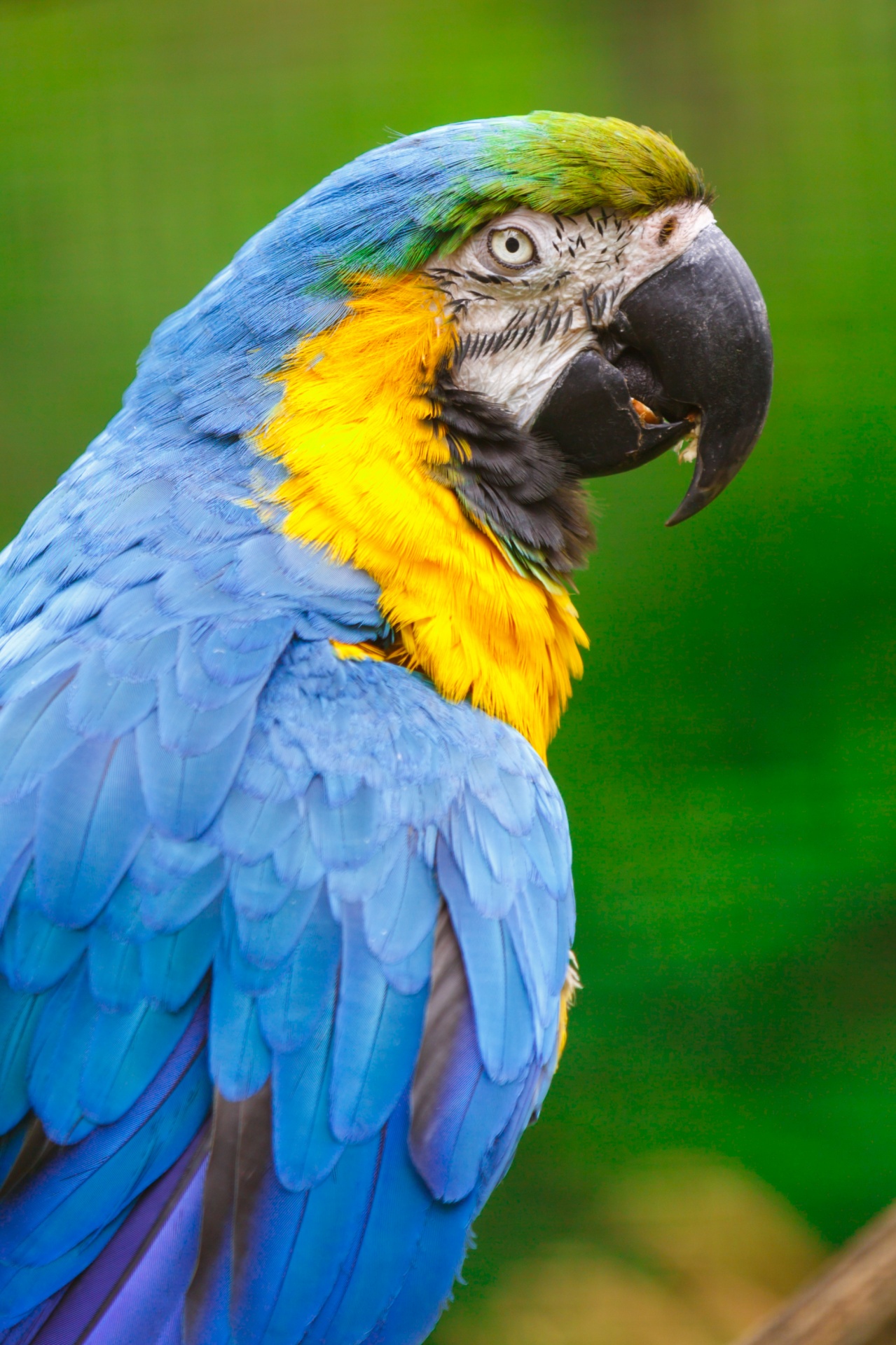 Gyvūnas,  Snapas,  Gražus,  Paukštis,  Mėlynas,  Šviesus,  Plunksna,  Auksas,  Macaw,  Macaws