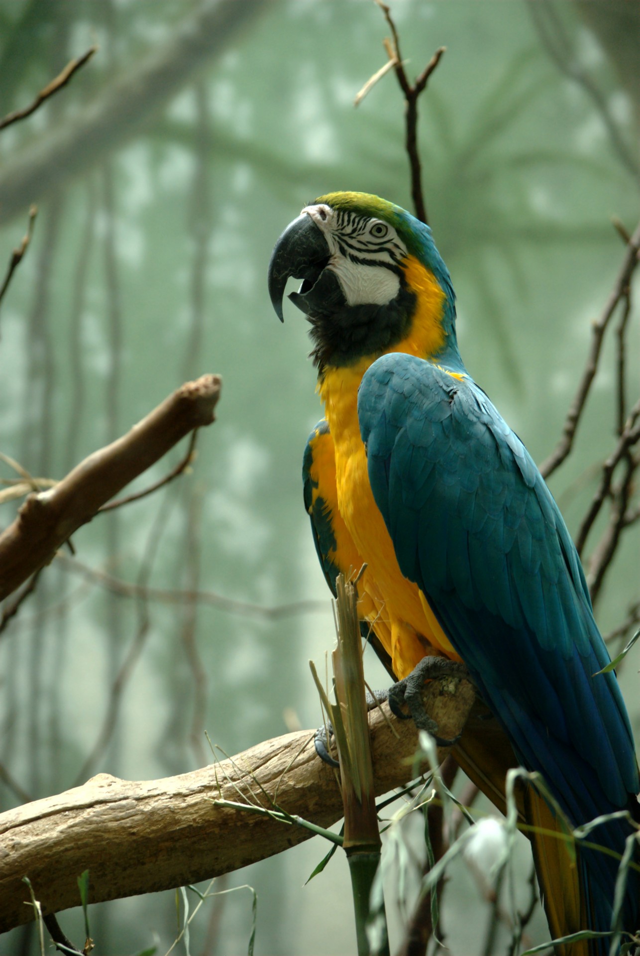 Mėlynas,  Geltona,  Macaw,  Mėlyna Ir Geltona Macaw, Nemokamos Nuotraukos,  Nemokama Licenzija