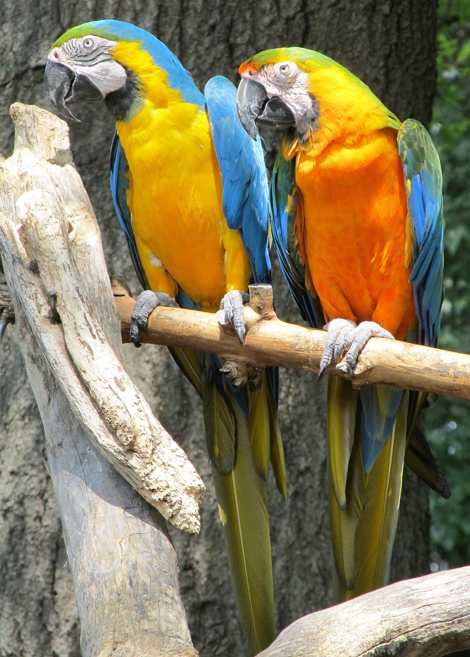 Mėlynos Ir Geltonos Spalvos Macaws, Papūgos, Paukščiai, Spalvinga, Plunksna, Sustingęs, Atogrąžų, Mėlynas, Geltona, Sparnai