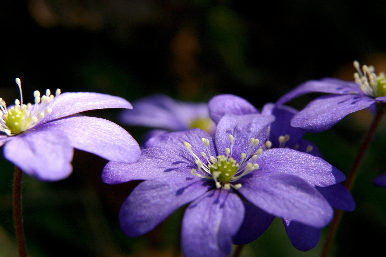 Mėlynas Anemonis, Pavasaris, Gėlė, Pavasario Gėlė, Žiema, Mūsų Žiemą, Mėlynas, Sip, Nemokamos Nuotraukos,  Nemokama Licenzija