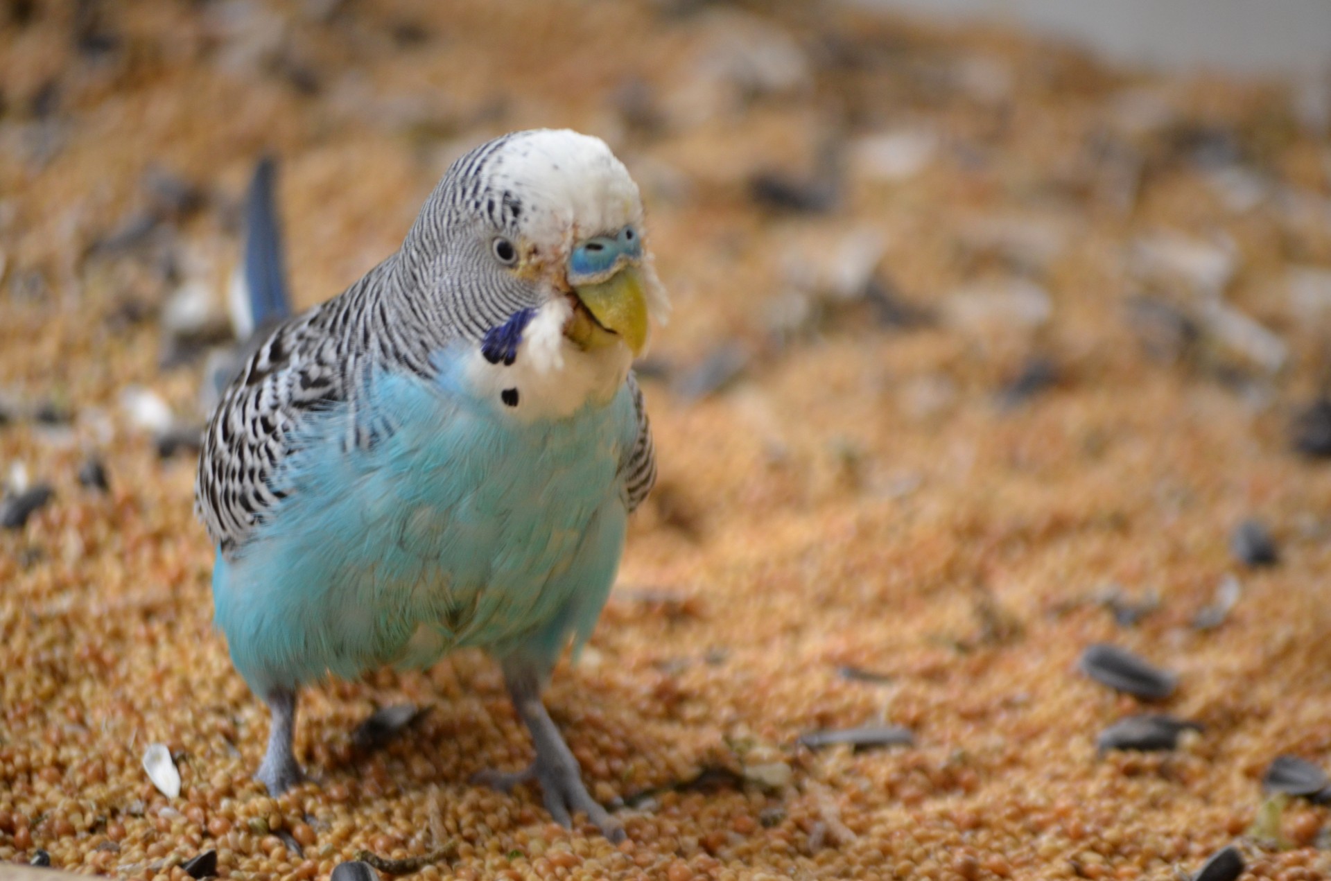 Gyvūnai,  Paukštis,  Parakeet,  Naminis Gyvūnėlis,  Budgie,  Mėlyna Bundža, Nemokamos Nuotraukos,  Nemokama Licenzija