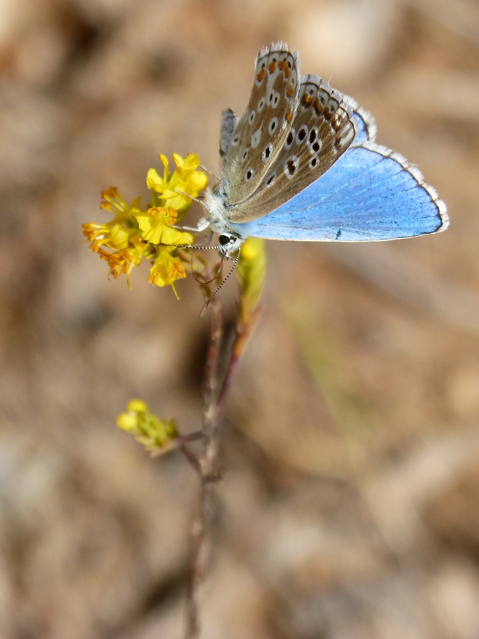 Mėlynas Drugelis, Polyommatus Icarus, Libar, Grožis, Blavetos Bendruomenė, Nemokamos Nuotraukos,  Nemokama Licenzija