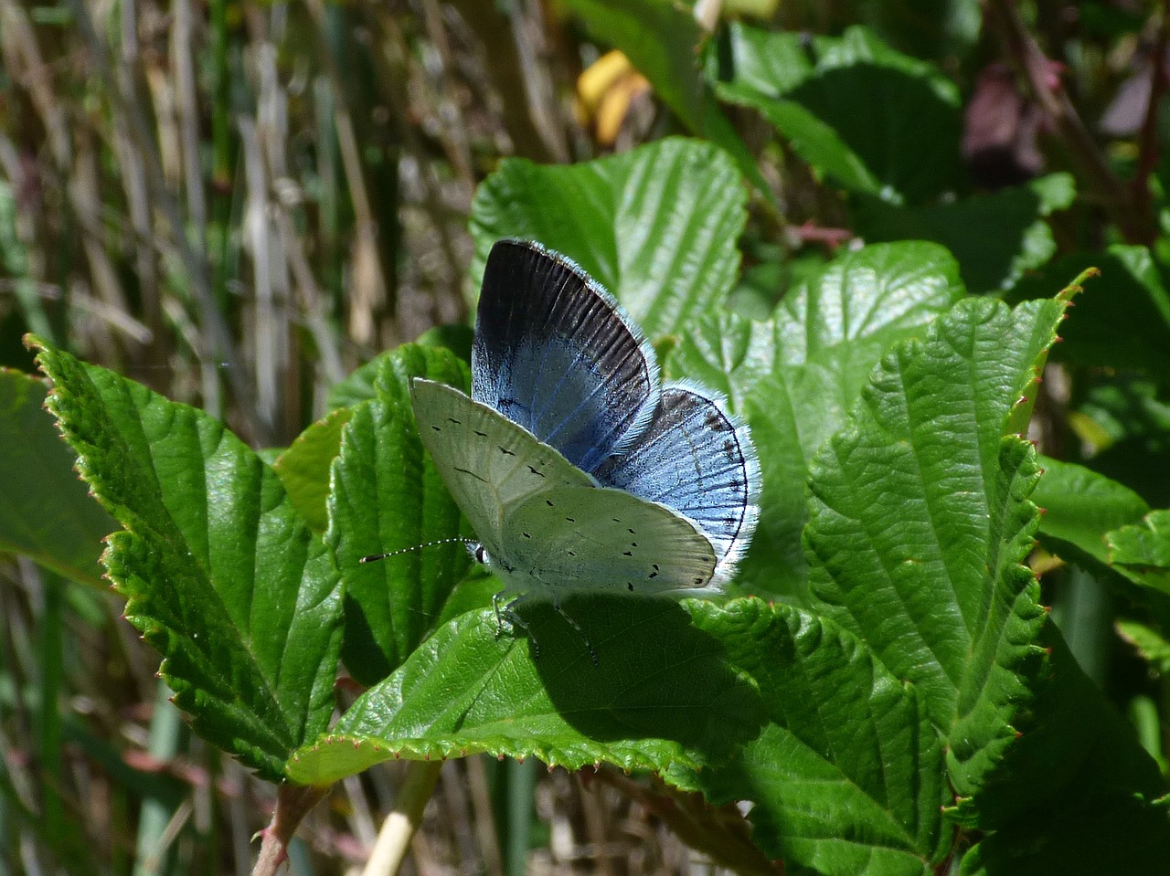 Mėlynas Drugelis, Celastrina Argiolus, Náyade, Blaveta De L Heura, Lapai, Gervuogė, Nemokamos Nuotraukos,  Nemokama Licenzija