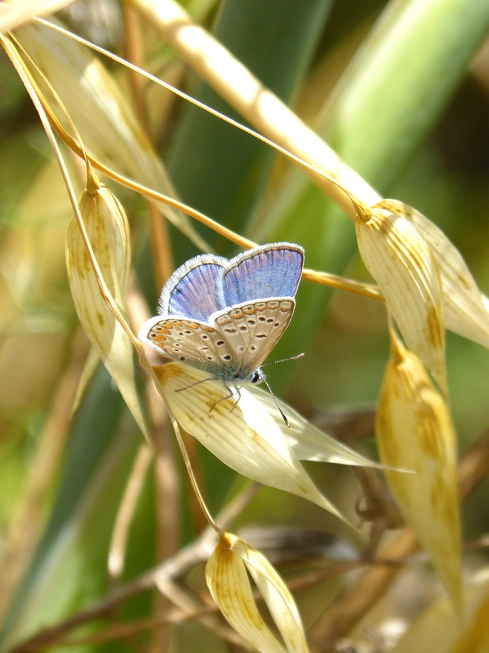 Mėlynas Drugelis, Išsamiai, Polyommatus Icarus, Blaveta, Nemokamos Nuotraukos,  Nemokama Licenzija