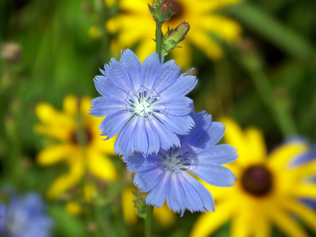 Mėlynas,  Rugiagėlė,  Gėlė,  Wildflower,  Vasara,  Mėlyna Gvazdikėlė, Nemokamos Nuotraukos,  Nemokama Licenzija