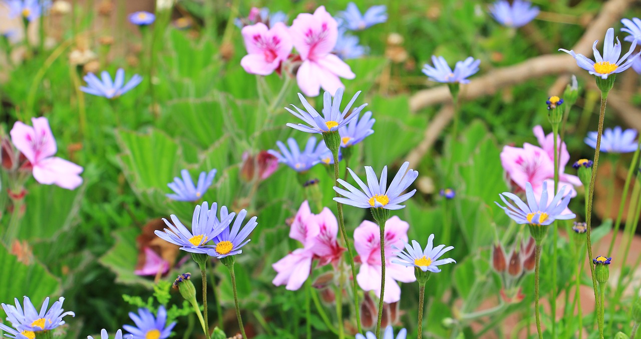 Mėlyna Daisy, Australijos Daisy, Daisy, Gėlės, Augalas, Gamta, Flora, Vasara, Mėlynas, Rožinis