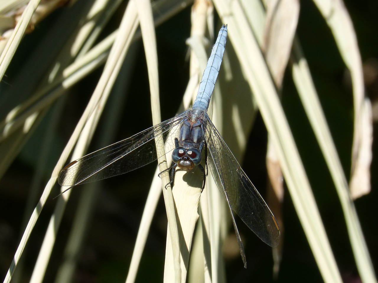 Mėlyna Lazdele, Lapai, Orthetrum Cancellatum, Pelkė, Upė, Nemokamos Nuotraukos,  Nemokama Licenzija