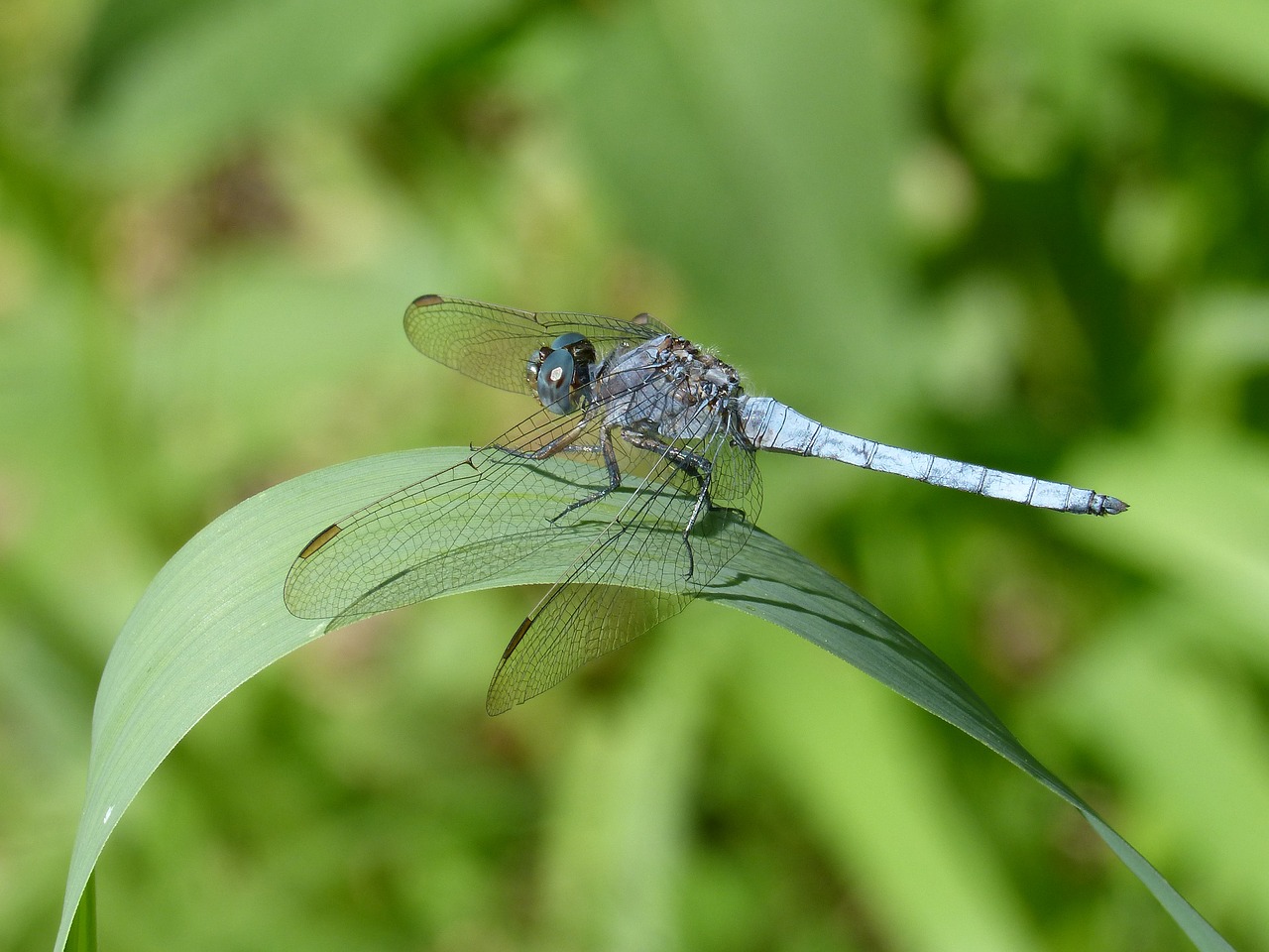 Mėlyna Lazdele, Lapai, Pelkė, Orthetrum Cancellatum, Lazda, Upė, Žaluma, Nemokamos Nuotraukos,  Nemokama Licenzija