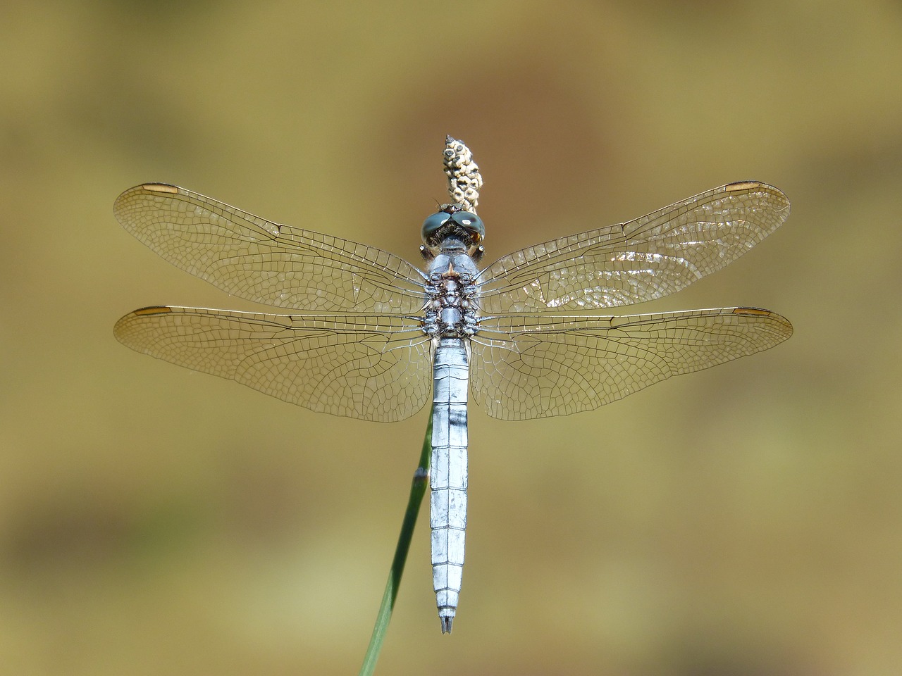 Mėlyna Lazdele, Stiebas, Pelkė, Orthetrum Cancellatum, Lazda, Upė, Nemokamos Nuotraukos,  Nemokama Licenzija