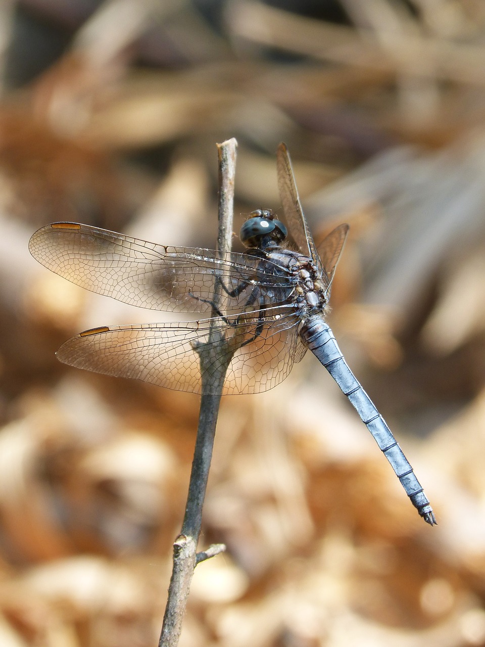 Mėlyna Lazdele, Stiebas, Pelkė, Orthetrum Cancellatum, Lazda, Upė, Nemokamos Nuotraukos,  Nemokama Licenzija