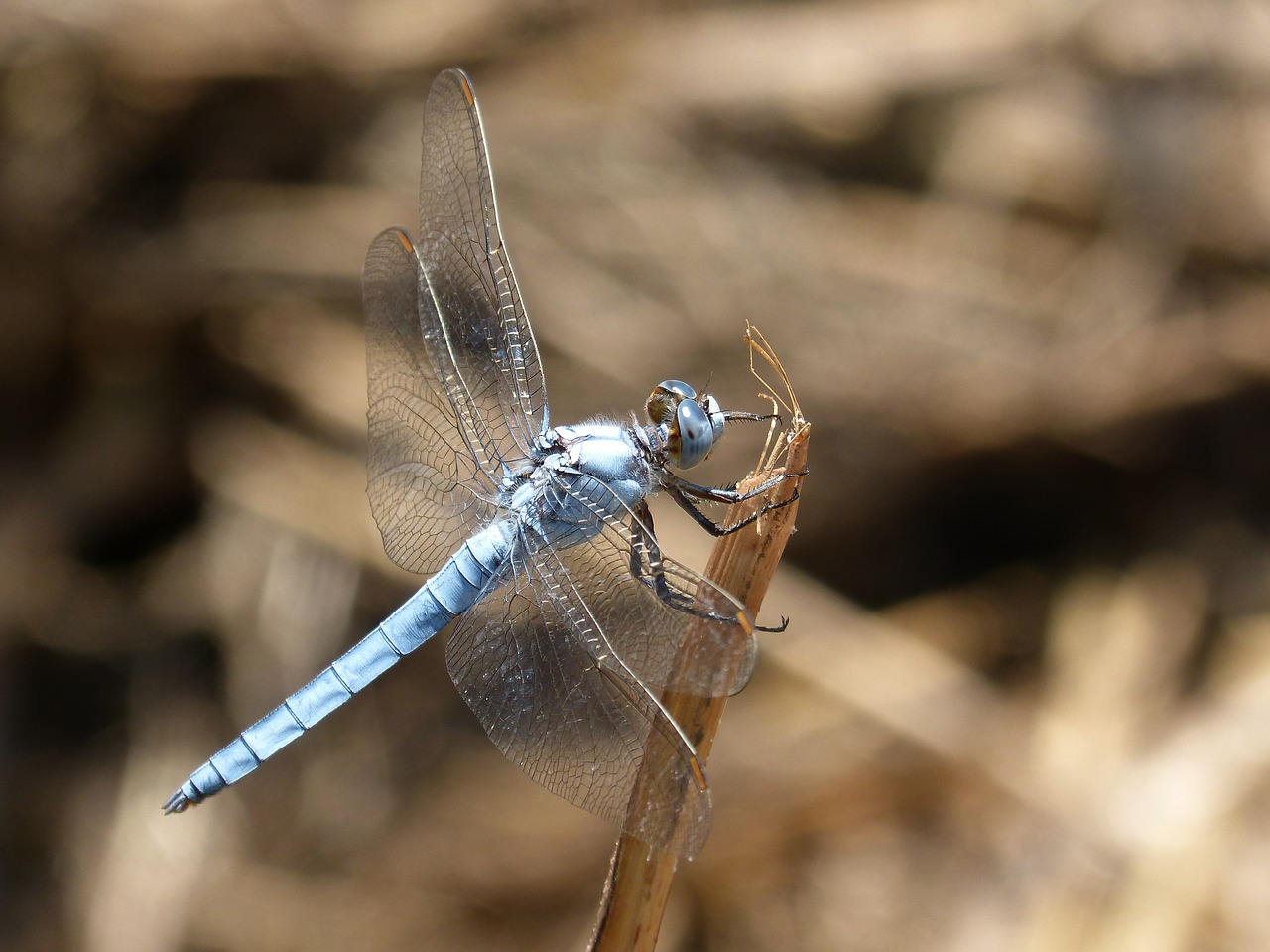 Mėlyna Lazdele, Stiebas, Pelkė, Orthetrum Cancellatum, Lazda, Upė, Nemokamos Nuotraukos,  Nemokama Licenzija