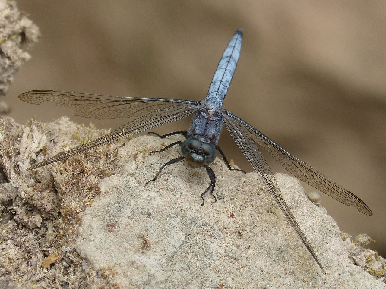 Mėlyna Lazdele, Rokas, Pelkė, Orthetrum Cancellatum, Lazda, Nemokamos Nuotraukos,  Nemokama Licenzija