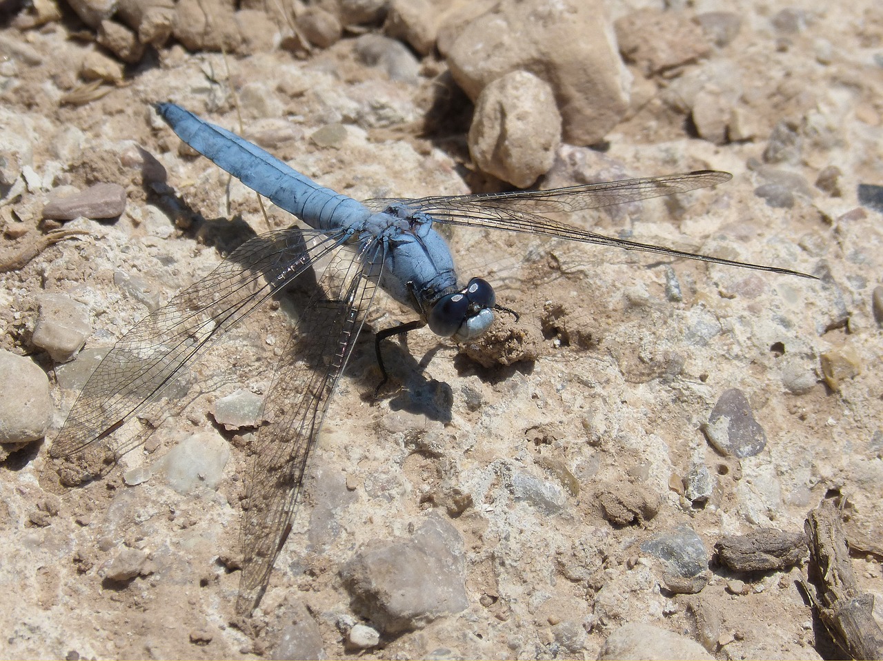 Mėlyna Lazdele, Orthetrum Brunneum, Sparnuotas Vabzdys, Išsamiai, Nemokamos Nuotraukos,  Nemokama Licenzija