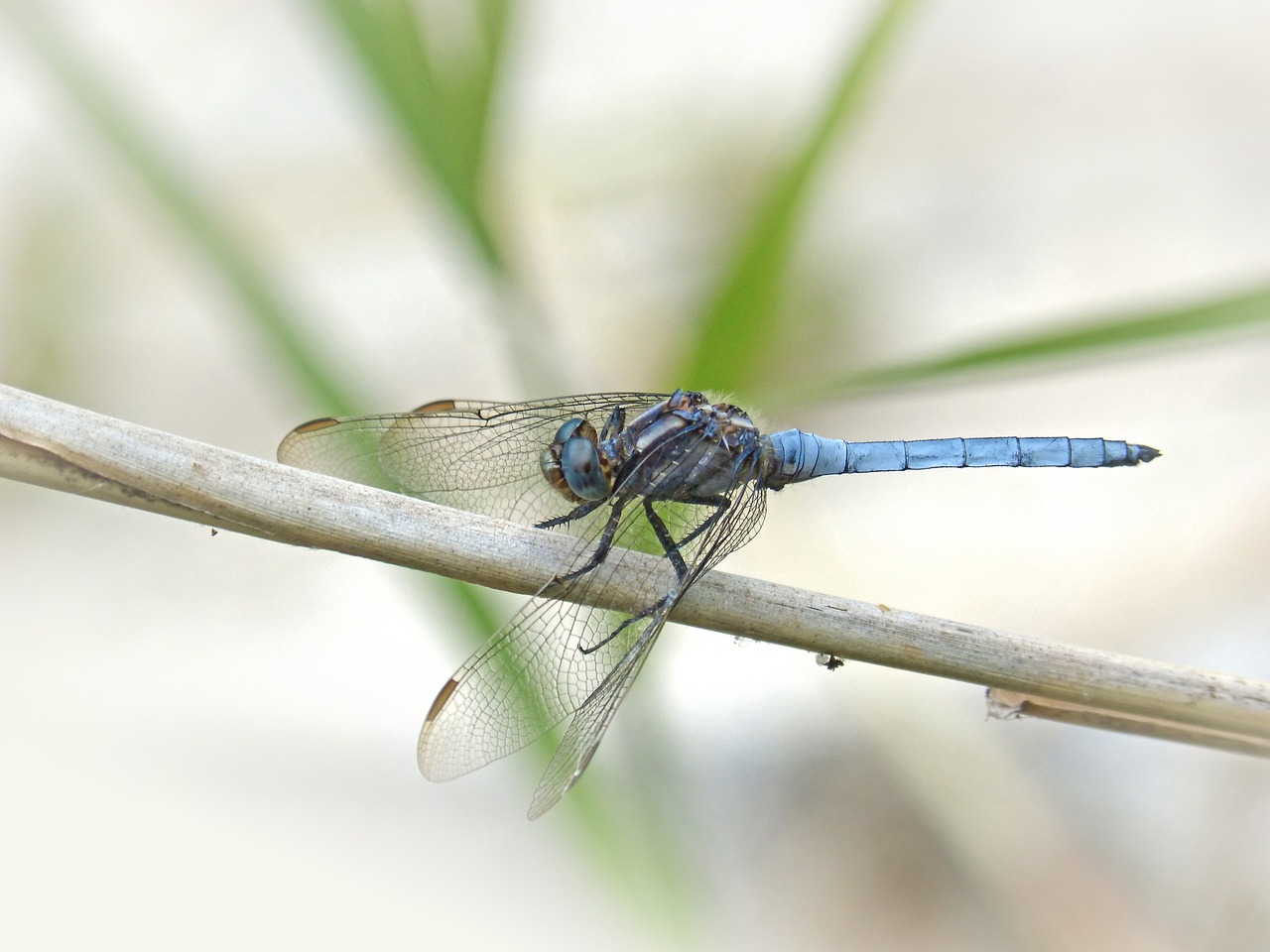 Mėlyna Lazdele, Sparnuotas Vabzdys, Orthetrum Brunneum, Filialas, Pelkė, Parot Pruïnós, Nemokamos Nuotraukos,  Nemokama Licenzija