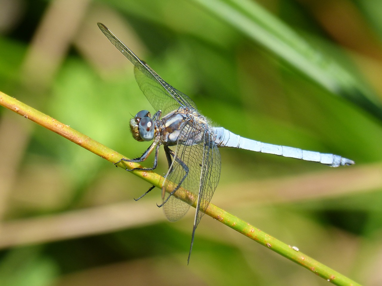 Mėlyna Lazdele, Filialas, Ortherum Coerulescens, Pelkė, Žaluma, Nemokamos Nuotraukos,  Nemokama Licenzija