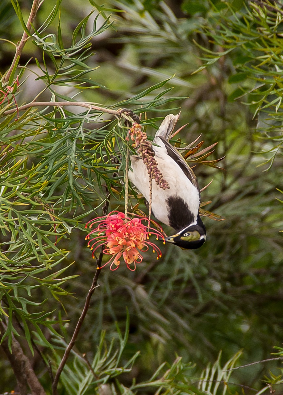 Mėlynas Veidas Medaus Žaislas, Paukštis, Jaunas, Maitinimas, Aukštyn Kojomis, Kabantis, Egzotiškas, Honeyeater, Alyvuogių, Balta