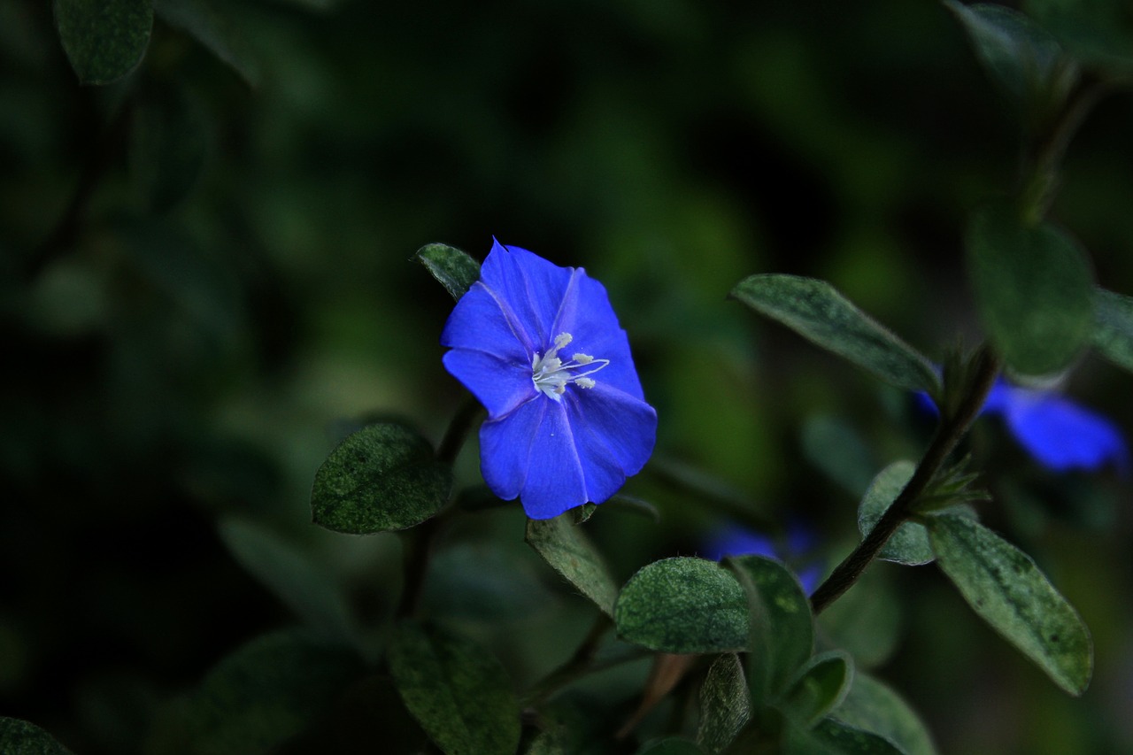 Mėlyna Gėlė Cerrado, Mėlyna Gėlė, Mėlynas, Sodas, Gamta, Gėlės, Nemokamos Nuotraukos,  Nemokama Licenzija