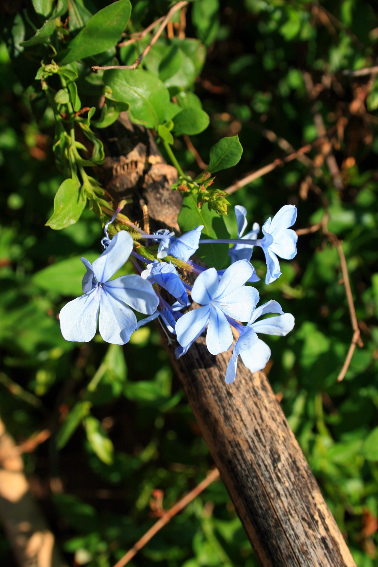 Gėlės,  Mėlynas,  Skanėsto,  Plumbago,  Mėlyna Gėlių Klasterė, Nemokamos Nuotraukos,  Nemokama Licenzija