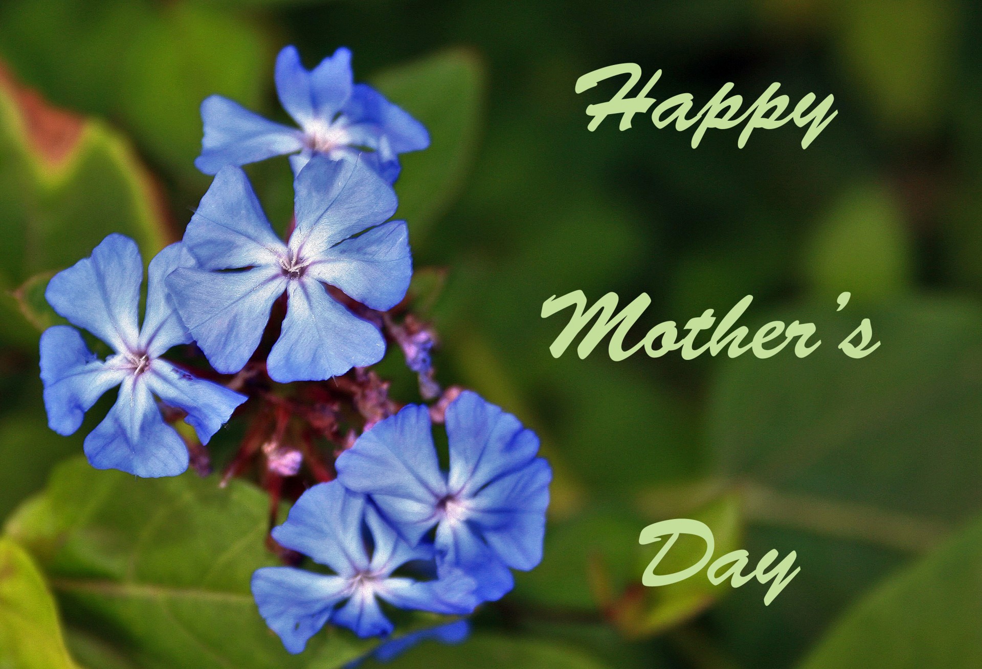 Kortelė,  Šventė,  Gėlės,  Mėlynas,  Motina,  Mėlynos Gėlės Motinos Dienos Sveikinimas, Nemokamos Nuotraukos,  Nemokama Licenzija