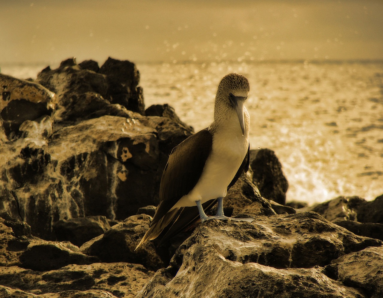 Mėlynas Kumštis, Paukštis, Gyvūnas, Padaras, Sepija, Fauna, Frigatebird, Galapagai, Nemokamos Nuotraukos,  Nemokama Licenzija