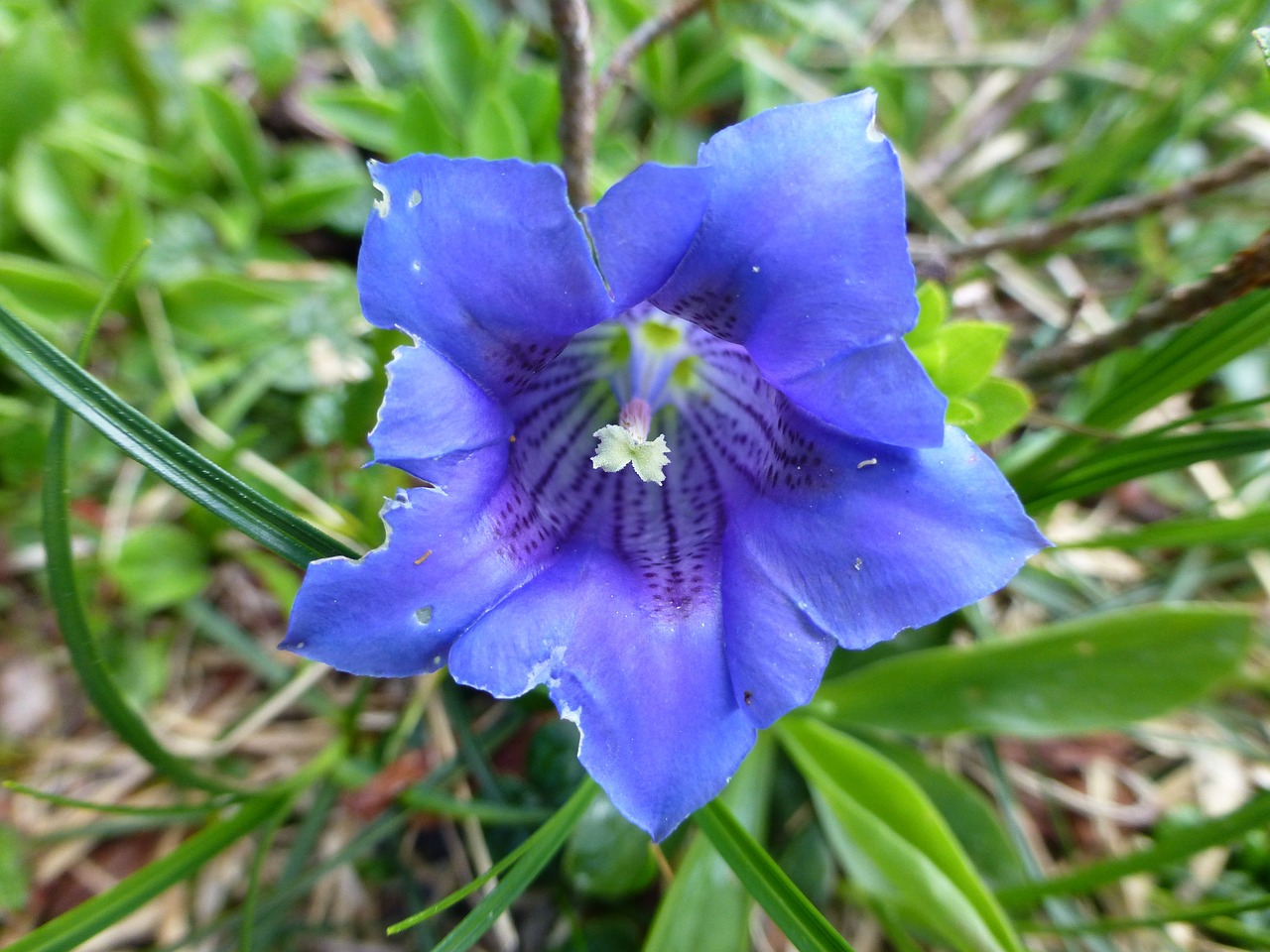 Mėlynas Gentianas, Gentian, Gėlė, Alpių Gėlė, Austria, Augalas, Nemokamos Nuotraukos,  Nemokama Licenzija
