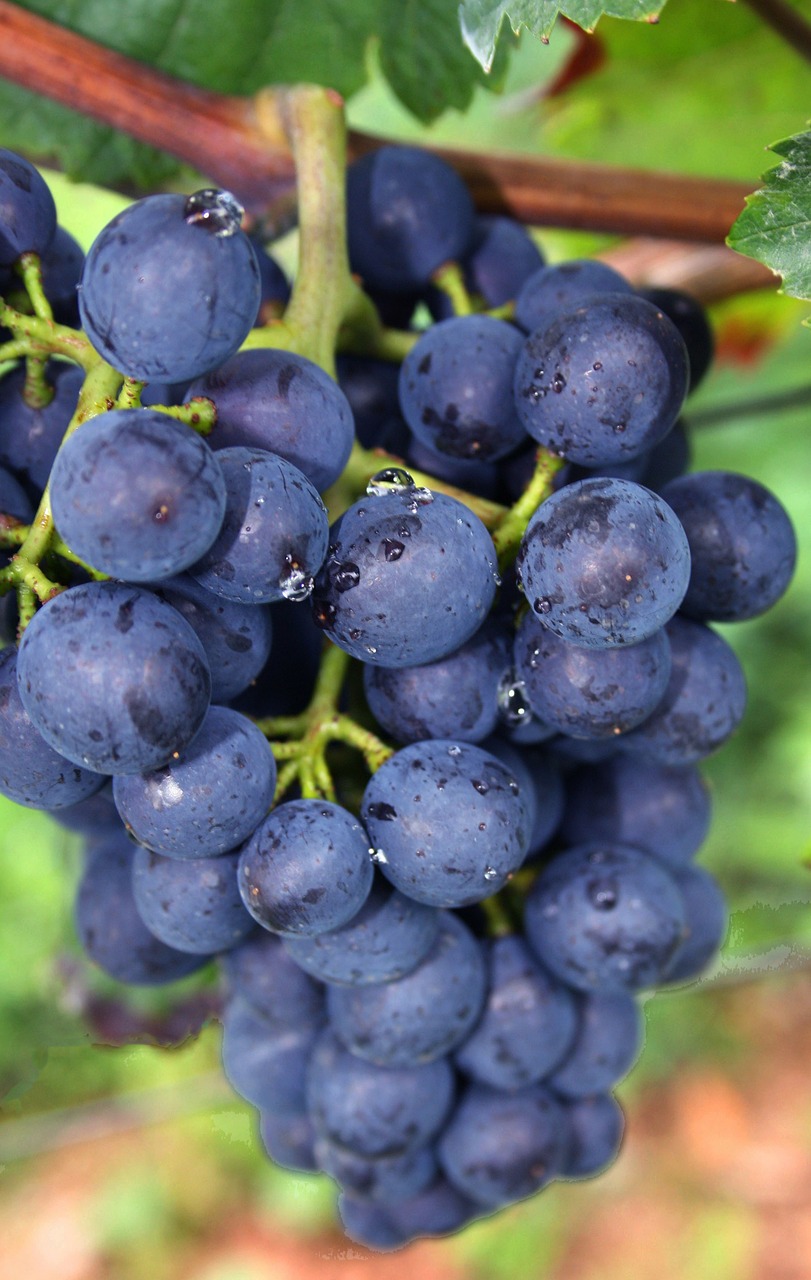 Mėlynos Vynuogės, Žinoma, Mėlynas, Prinokusios Vynuogės, Vynuogės, Gamta, Vaisiai, Uogos, Augalas, Vynuogių