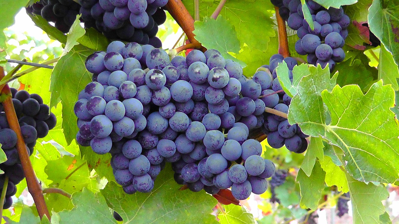 Mėlynos Vynuogės, Vynuogės, Vaisiai, Vynmedis, Vynas, Vaisiai, Auginimas, Derlius, Valgyti, Maistas