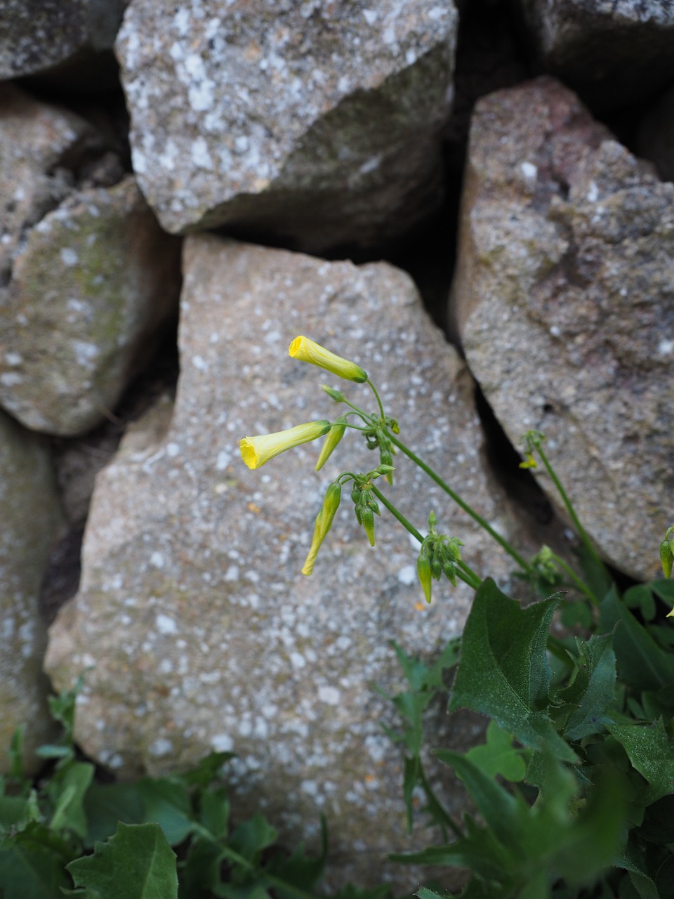 Mėlyna Žalia Tabakas, Nicotiana Glauca, Tabako Krūmas, Tabakas, Žiedas, Žydėti, Geltona, Krūmų Tabakas, Medžio Tabakas, Nicotiana