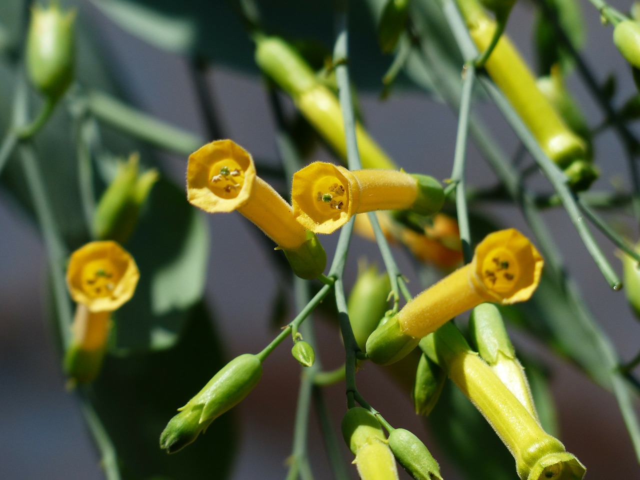 Mėlyna Žalia Tabakas, Žiedas, Žydėti, Geltona, Nicotiana Glauca, Krūmų Tabakas, Medžio Tabakas, Tabakas, Nicotiana, Tabako Augalas