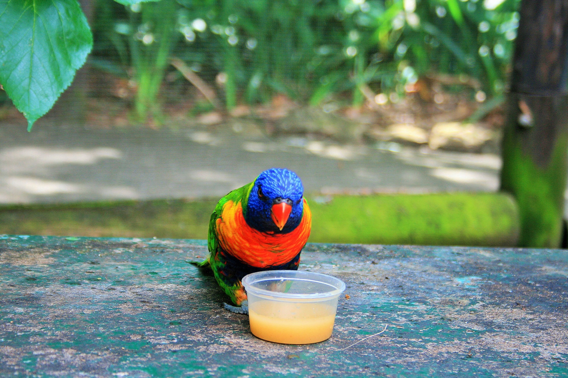 Paukštis,  Spalvinga,  Nektaras,  Dubuo,  Mėlyna Galva Lorikeet 4, Nemokamos Nuotraukos,  Nemokama Licenzija