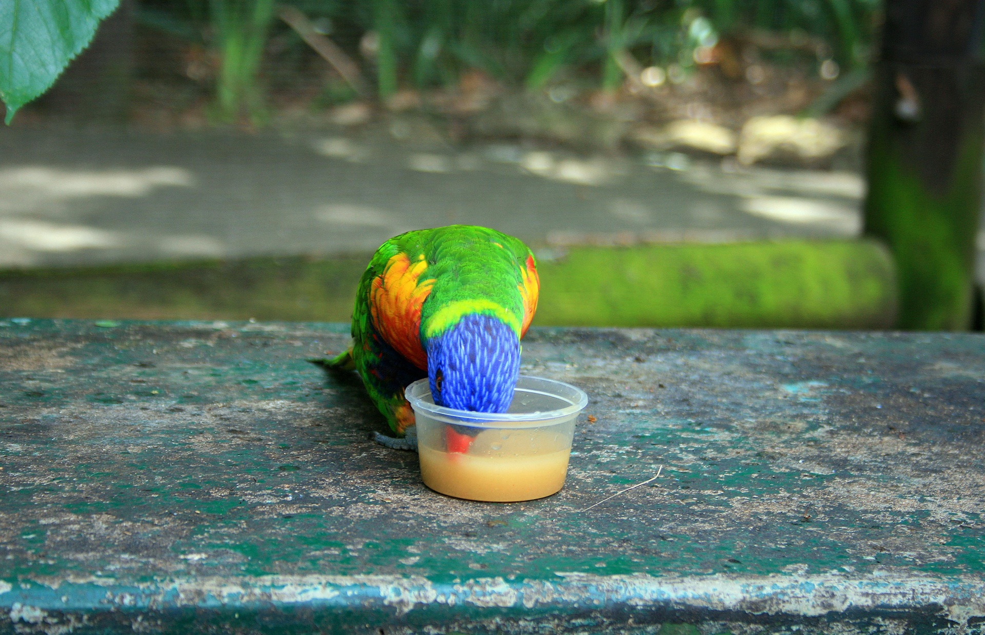 Paukštis,  Spalvinga,  Nektaras,  Dubuo,  Maitinimas,  Mėlynas Ledinis Lorikeetas,  Sipping Nektaras, Nemokamos Nuotraukos,  Nemokama Licenzija