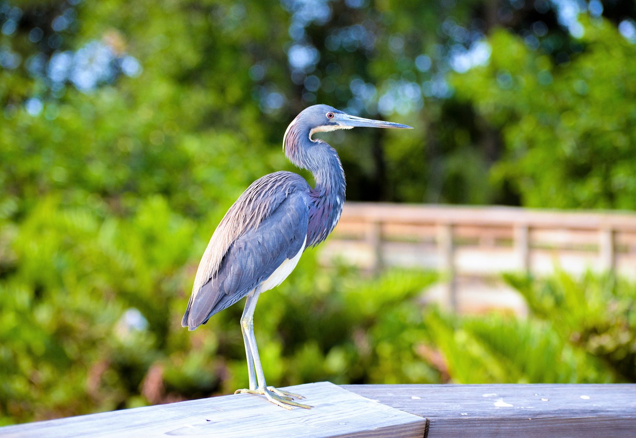 Mėlyna Giraitė, Pietų Floridos Paukštis, Heronas, Paukštis, Gamta, Laukinė Gamta, Gyvūnas, Florida, Į Pietus, Laukiniai