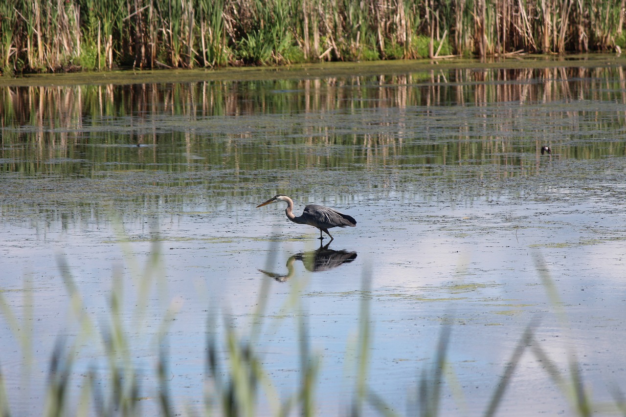 Mėlyna Garnys,  Vandens Atspindys,  Pelkė,  Paukštis, Nemokamos Nuotraukos,  Nemokama Licenzija