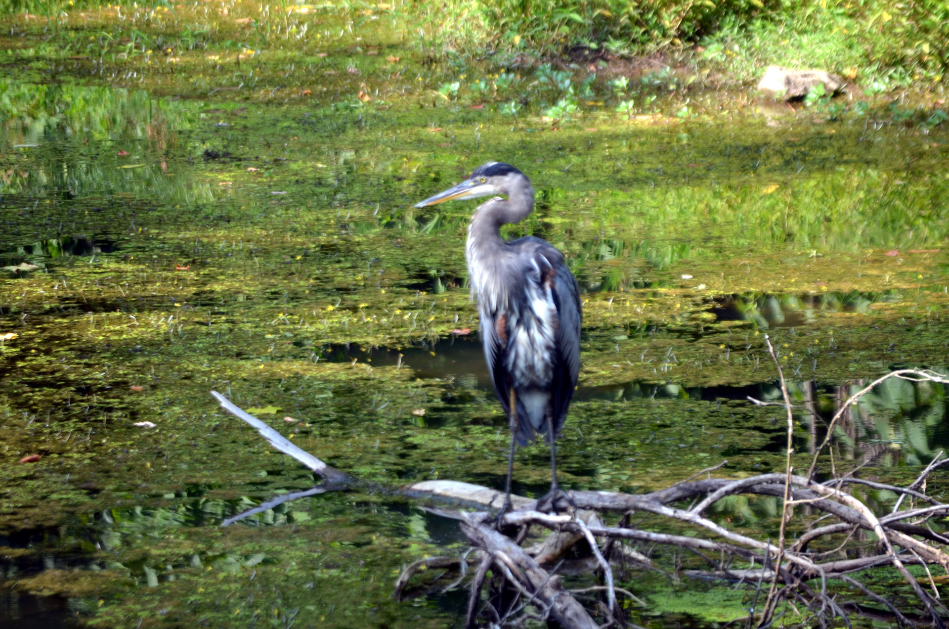 Paukštis,  Heronas,  Mėlynas,  Laukiniai,  Pelkės,  Wader,  Mėlynas Garnys, Nemokamos Nuotraukos,  Nemokama Licenzija