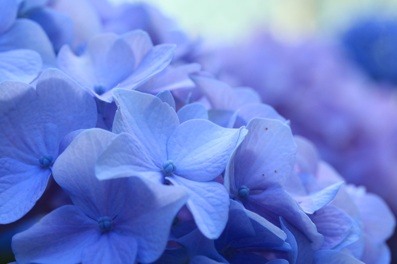 Mėlyna Hortenzija,  Gėlės,  Gėlė,  Žydėjimo,  Duomenys,  Sodas, Nemokamos Nuotraukos,  Nemokama Licenzija