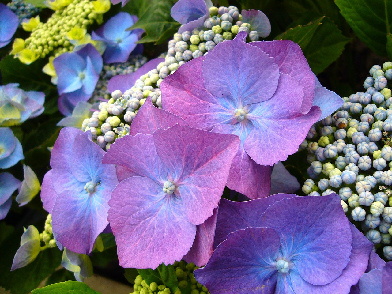 Mėlyna Hortenzija, Gėlės, Gėlių, Žydėti, Žiedas, Sodas, Šviežias, Žiedlapis, Natūralus, Išdėstymas