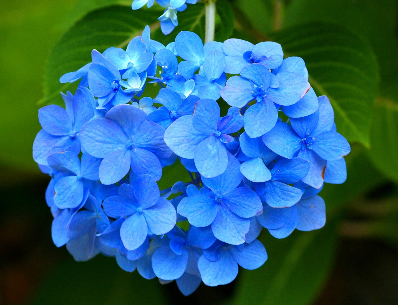 Mėlyna Hortenzija, Hortensija, Gėlė, Rožinis, Sodas, Flora, Gėlių, Žiedlapis, Žiedadulkės, Botanikos