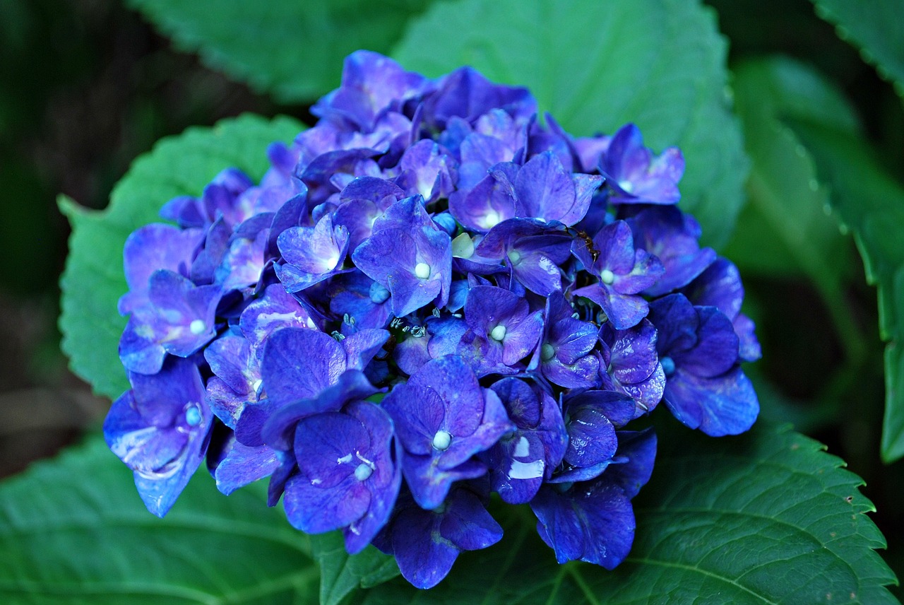 Mėlyna Hydrangea Gėlė, Hortenzija, Mėlyna Gėlė, Hortenzijos Flora, Nemokamos Nuotraukos,  Nemokama Licenzija