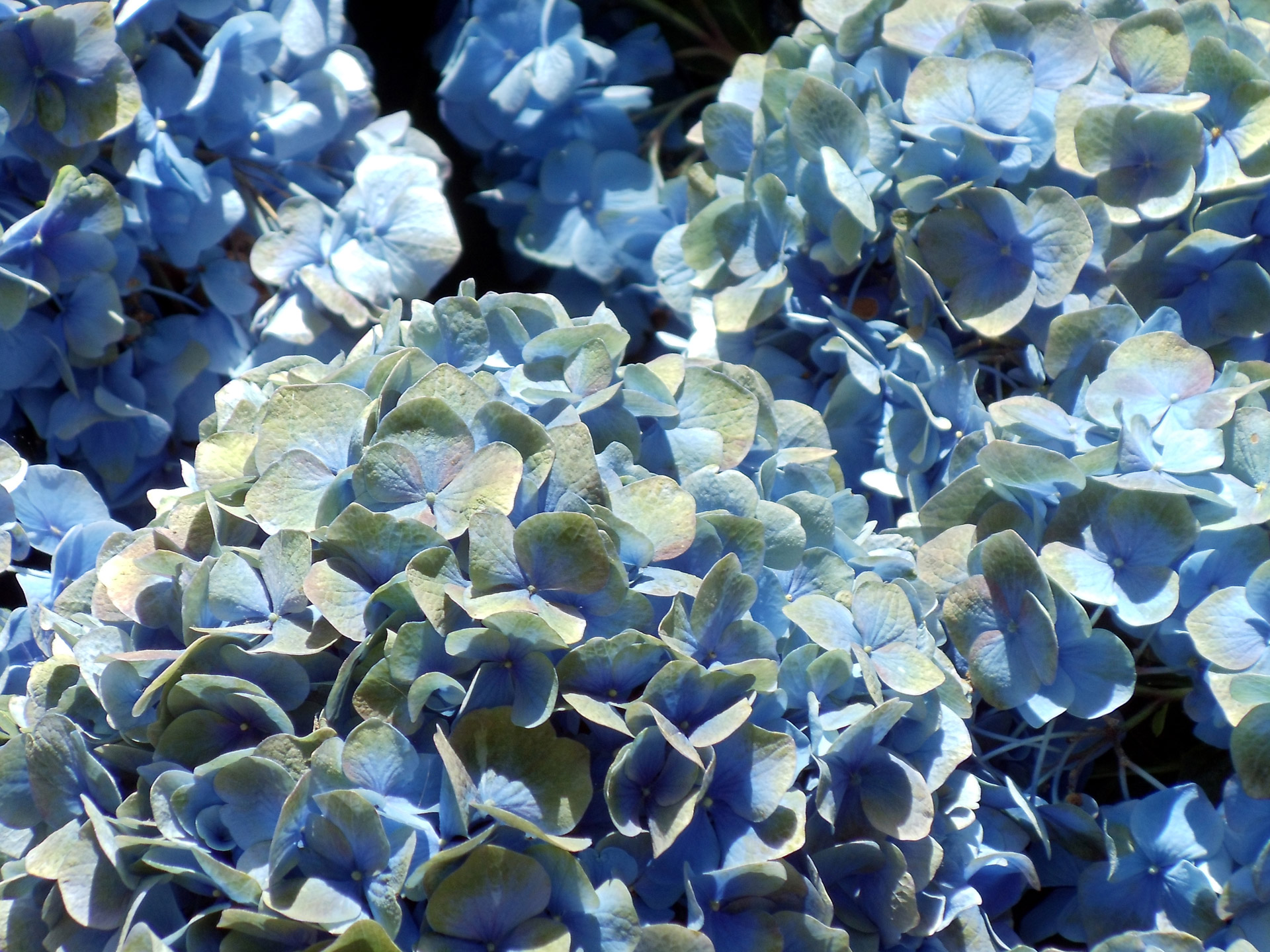 Mėlynas,  Hortenzija,  Gėlės,  Sodas,  Mėlynos Hydrangeos Gėlės, Nemokamos Nuotraukos,  Nemokama Licenzija