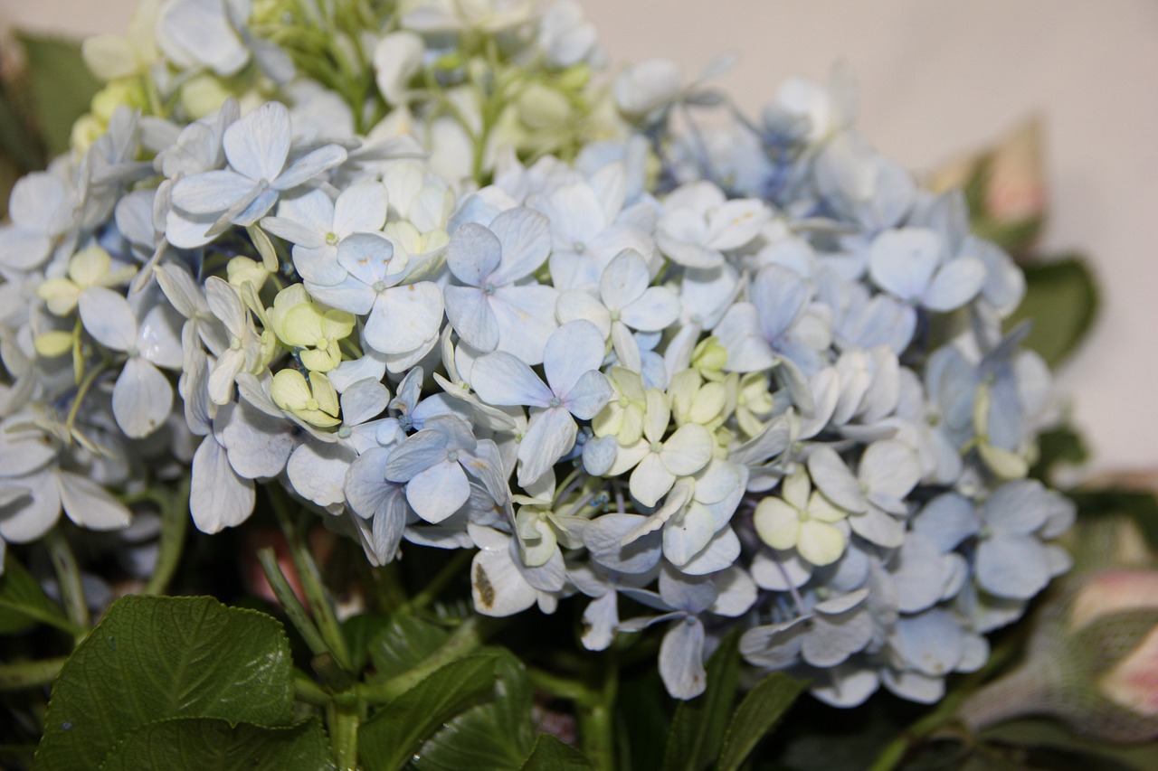 Mėlynos Hydrangeos, Gėlių Kompozicija, Vestuvių Dekoravimas, Gėlių Menas, Nemokamos Nuotraukos,  Nemokama Licenzija