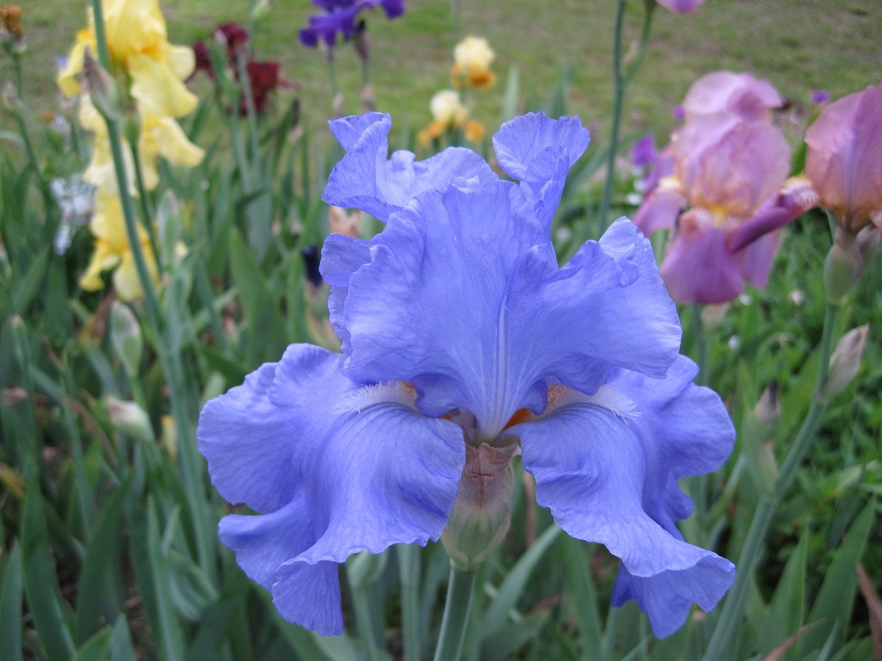 Mėlynas Iris, Iris, Gėlė, Augalas, Gamta, Pavasaris, Sodas, Žydėti, Žalias, Mėlynas