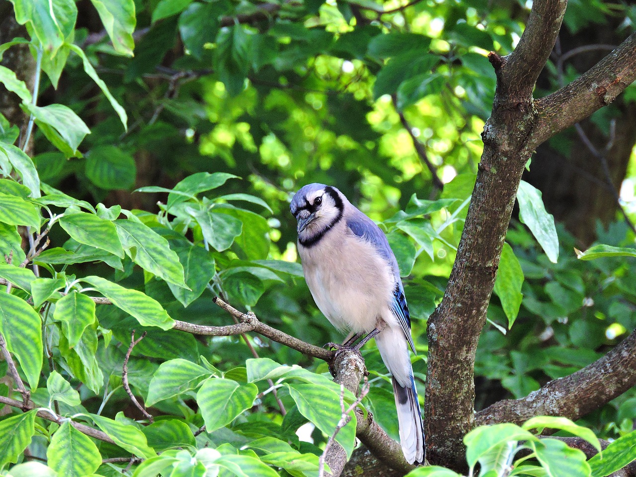 Mėlyna Jay, Mėlyni Žiurkės, Bluejay, Nemokamos Nuotraukos,  Nemokama Licenzija