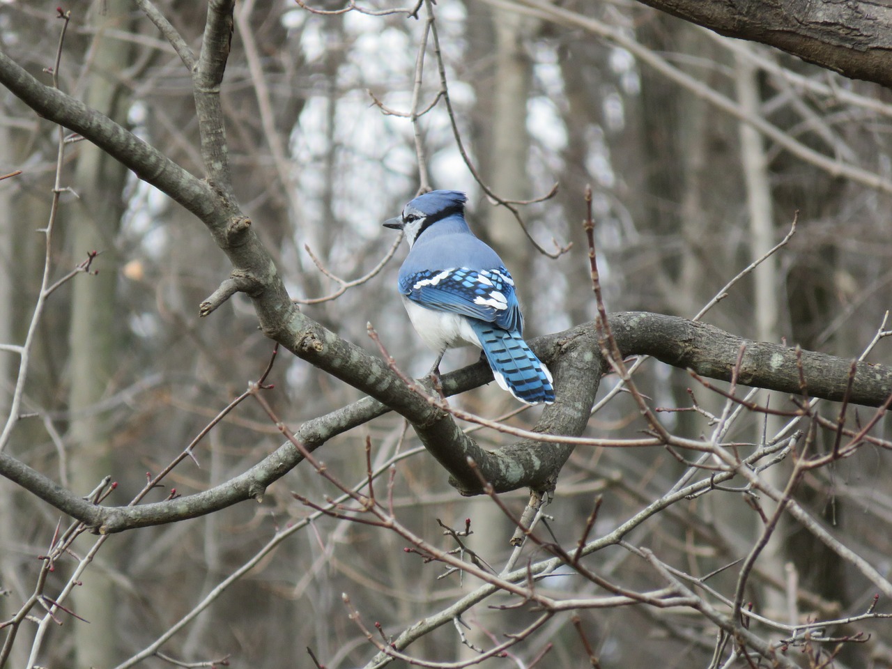 Mėlyna Jay, Jay, Filialas, Medžiai, Paukštis, Bluejay, Miškai, Nemokamos Nuotraukos,  Nemokama Licenzija