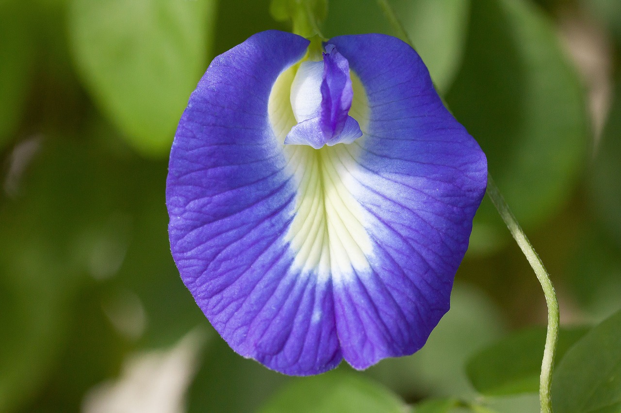 Mėlynas Klitoris, Žiedas, Žydėti, Clitoria Ternatea, Fabaceae, Faboideae, Violetinė, Mėlynas, Balta, Geltona