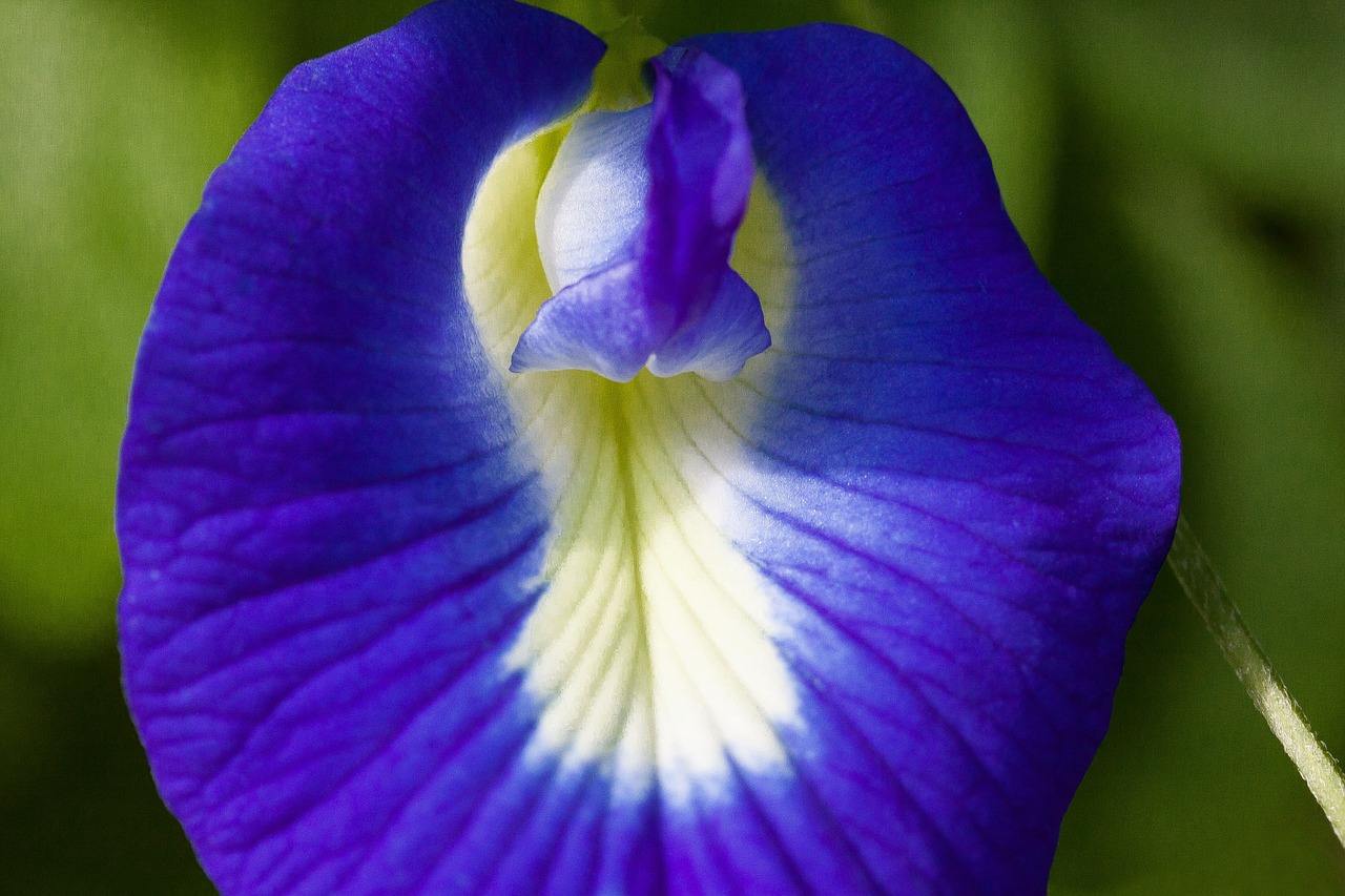 Mėlynas Klitoris, Žiedas, Žydėti, Clitoria Ternatea, Fabaceae, Faboideae, Violetinė, Mėlynas, Balta, Geltona