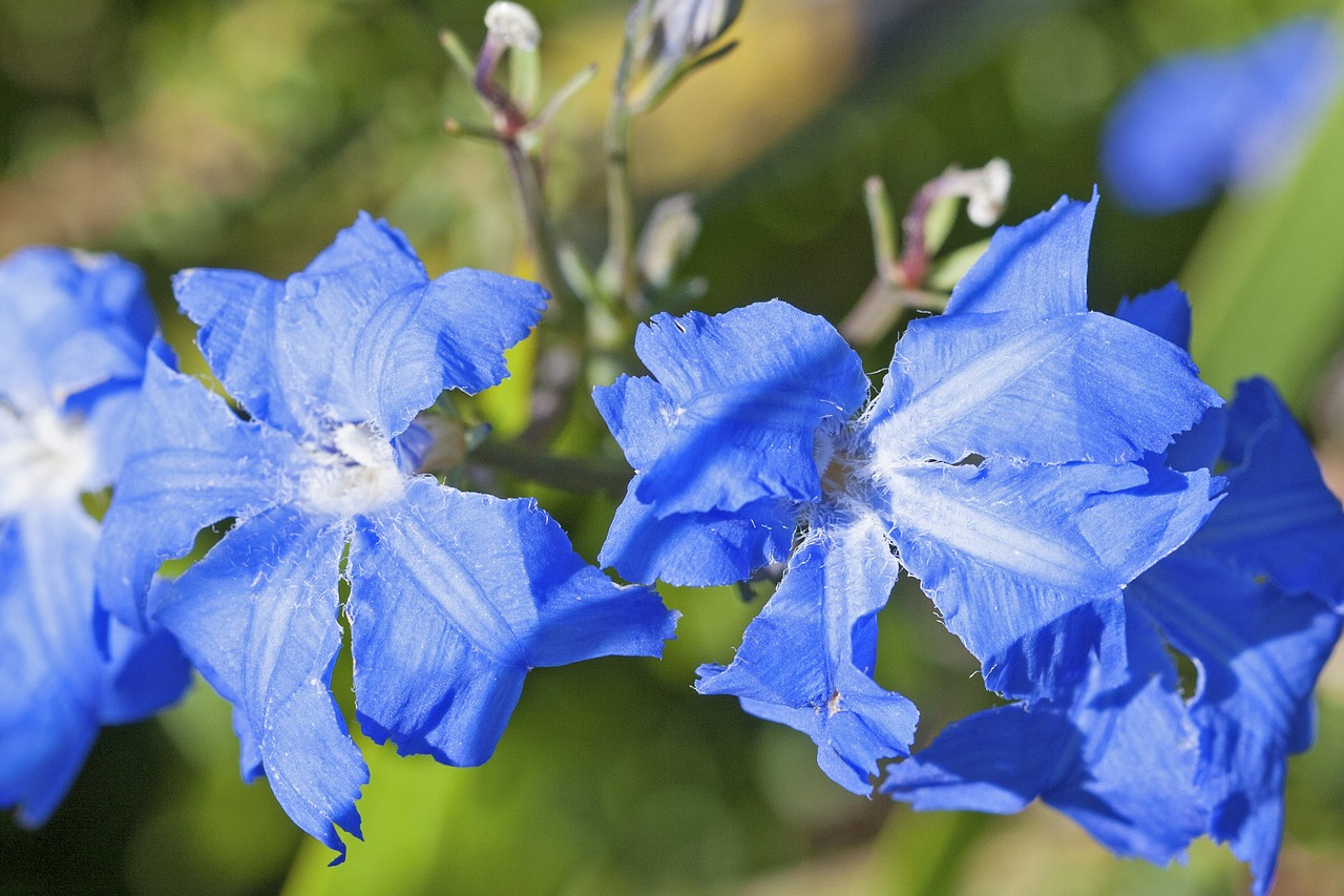 Mėlyna Leschenaultia, Leschenaultia Bilboa, Gėlė, Žydėti, Australian, Vakarų Australija, Augalas, Žiedas, Flora, Gimtoji