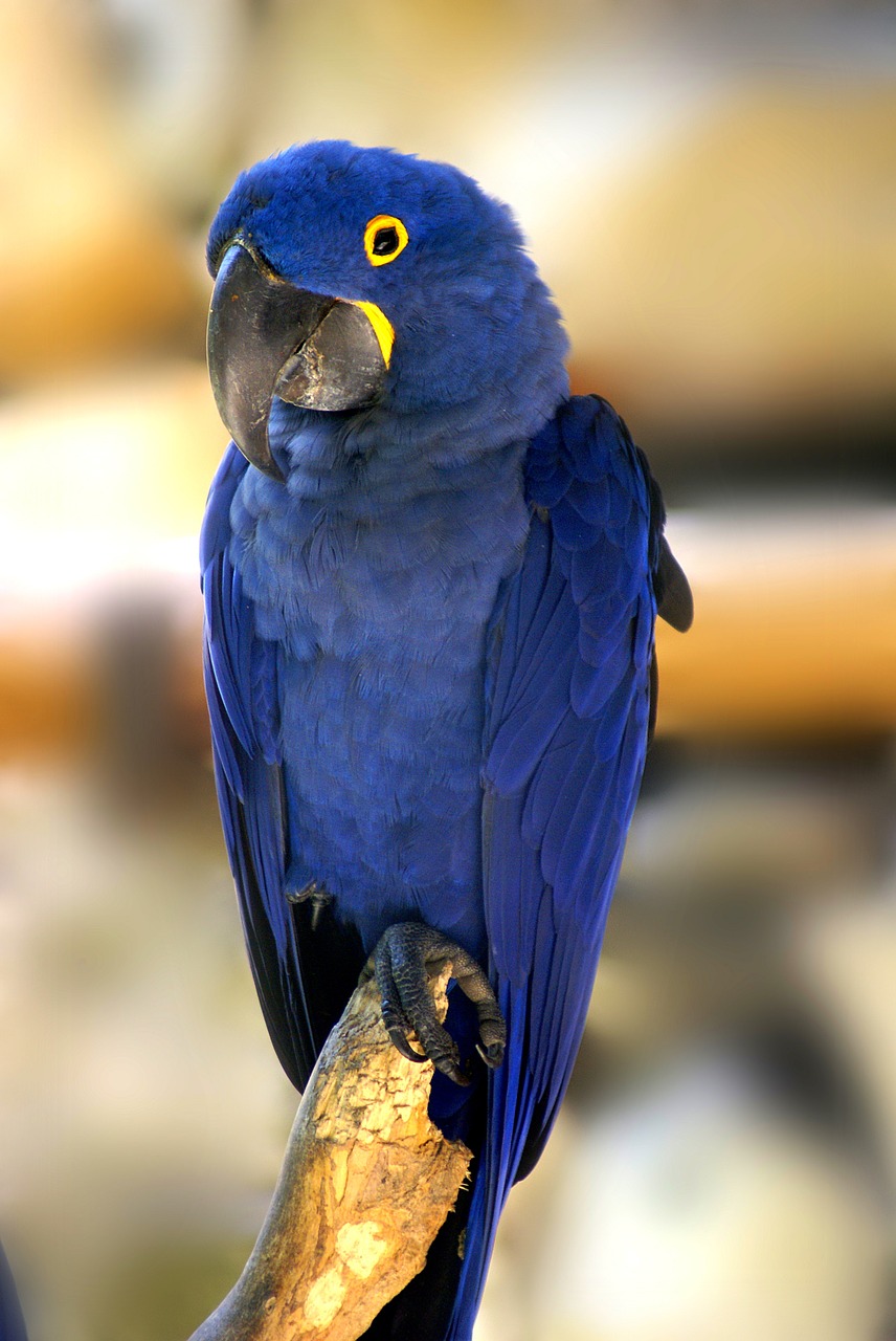 Mėlynas Macawas, Paukštis, Atogrąžų Paukščiai, Nemokamos Nuotraukos,  Nemokama Licenzija