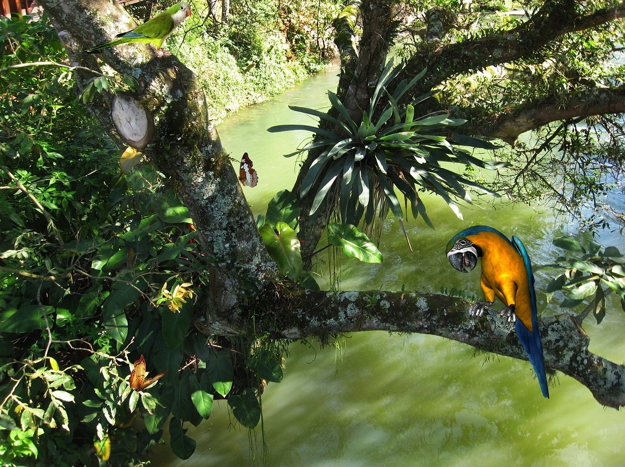 Mėlynas Macawas, Macaw Atogrąžų Paukščiai, Paukštis, Gamta, Paukščiai, Upė, Ekologija, Pietų Paraiba, Guararema, San Paulas Brazilija Augmenija