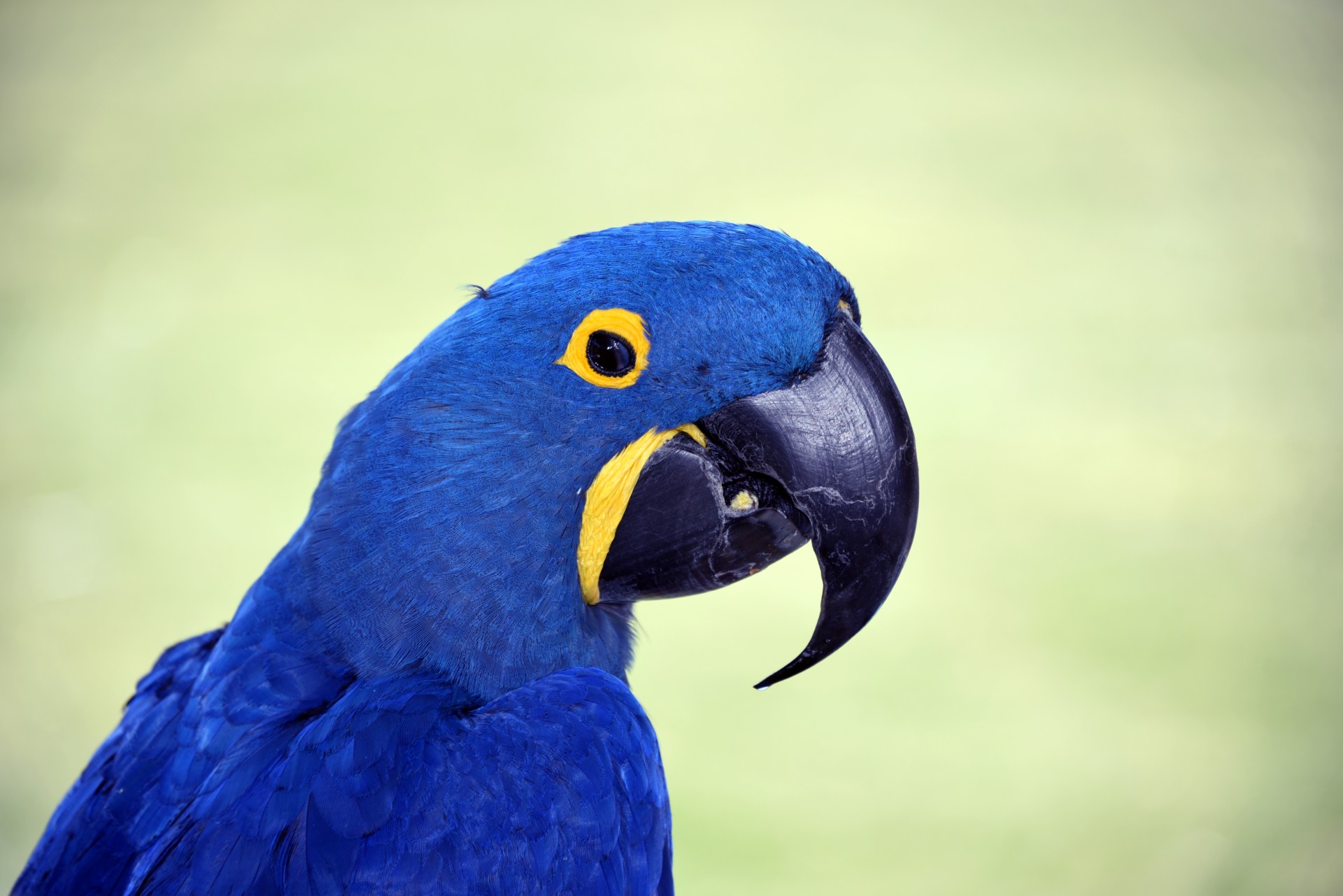 Mėlynas,  Macaw,  Papūga,  Paukštis,  Laukinė Gamta,  Lauke,  Portretas,  Profilis,  Paukščiai,  Plunksnos